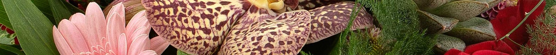 Buket med farverige blomster, herunder lyserøde gerberaer, røde roser, og lilla krysantemum. En orkidé med mønstre pryder også arrangementet. Blomsterne er elegant arrangeret med grønt som baggrund.